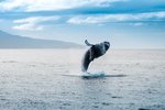 Níræð þénaði 365 milljónir í sjávarútvegi í fyrra