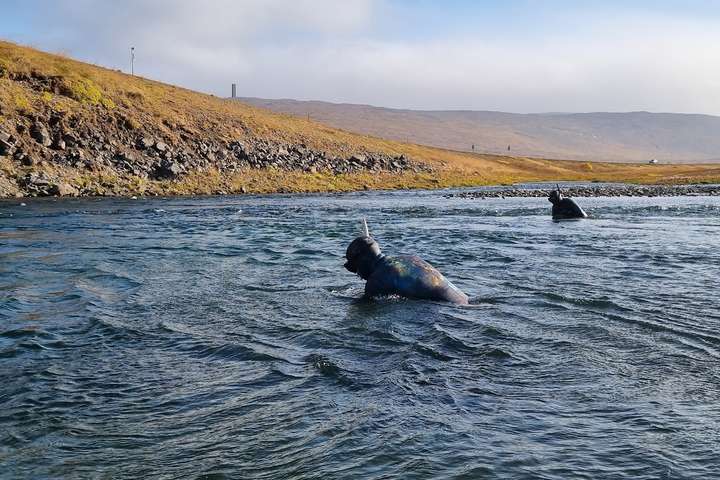 Arctic Fish á að greiða kostnaðinn við veiðar á eldislöxunum