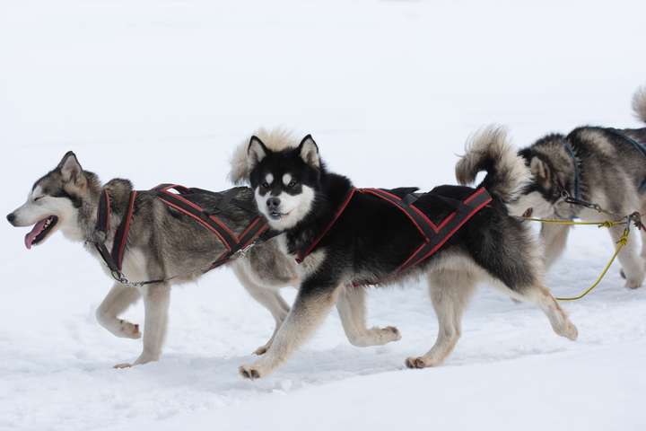 50 gráðu frost, 12 menn og 100 hundar