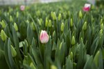Græn hagstjórn - lykill að réttlátum umskiptum