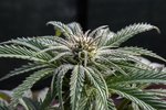 Engar vísbendingar um neikvæð áhrif CBD