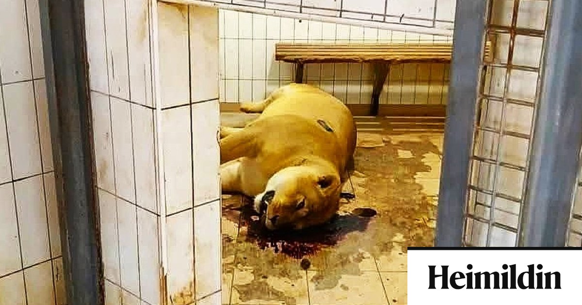 Dýragarðurinn opnar á ný eftir áralöng átök og ofbeldi