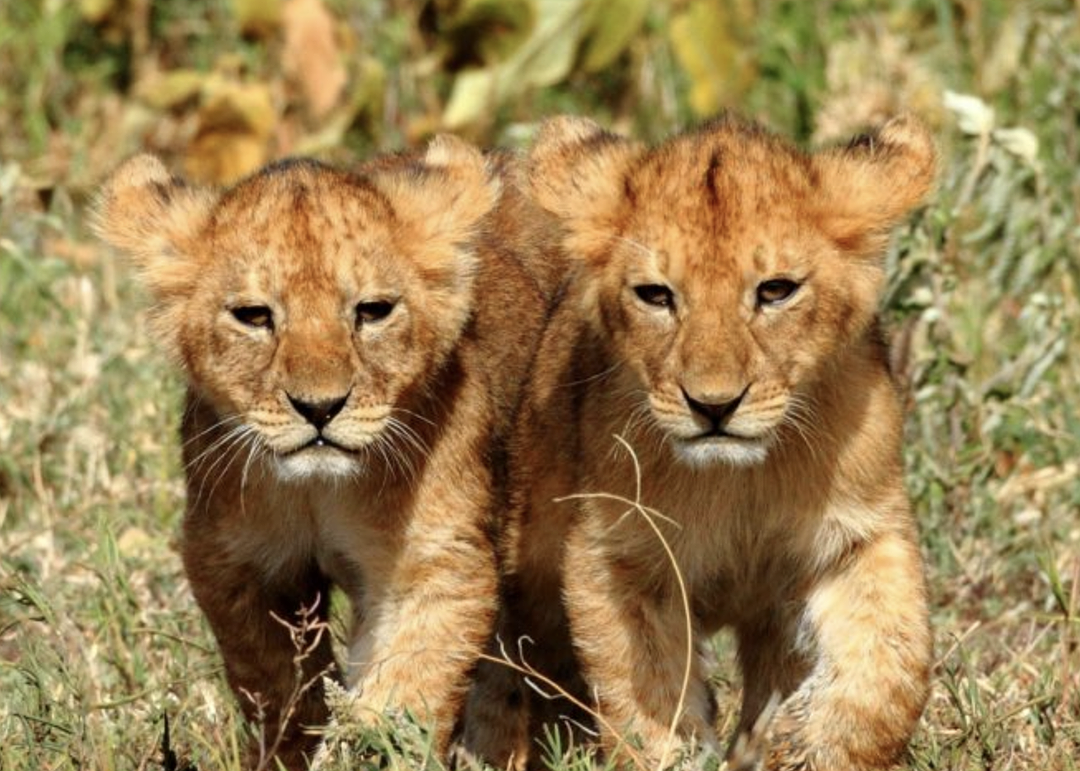 1044. spurningaþraut: Nokkur pör af pörum röðuðu sér hér upp - Heimildin