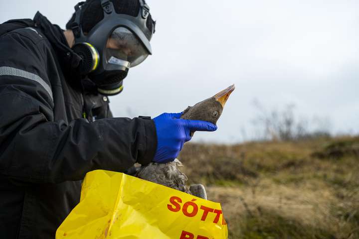 „Dulinn þáttur í borgarlífinu eru dýr sem fara illa“